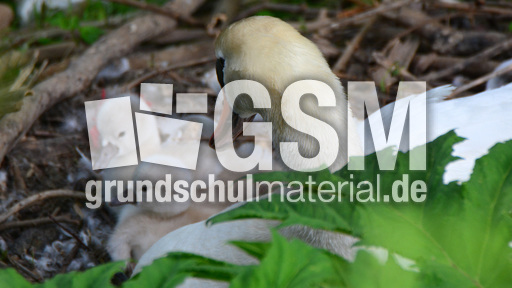 Höckerschwanküken (7).jpg